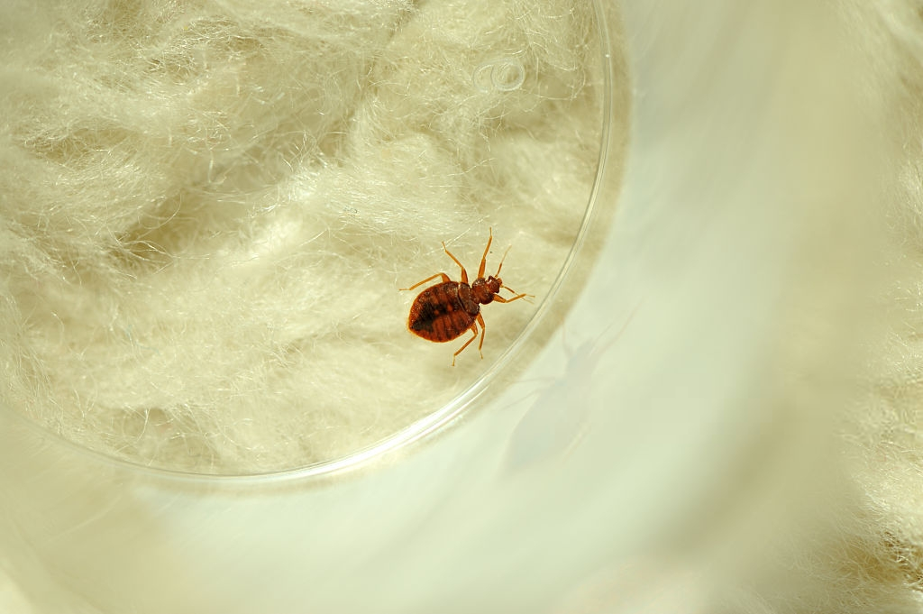 Can Bed Bugs Climb Metal, Plastic and Glass? Bed Bugs Movement