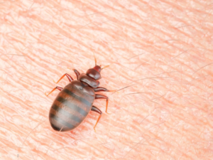 Bed Bugs Vs Tick; Facts, Differences, Identification, And Prevention