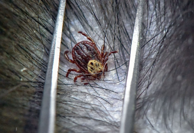 ticks that look like bed bugs