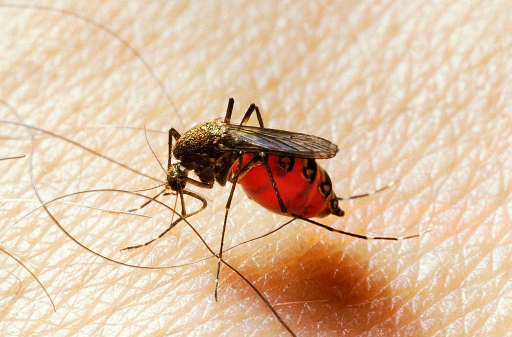 Dengue fever