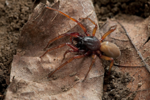 Woodlouse Spider