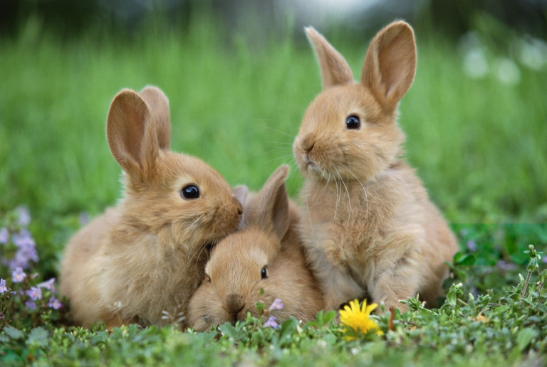 Red Rabbit: Complete Guide on Breeding a Red Rabbit