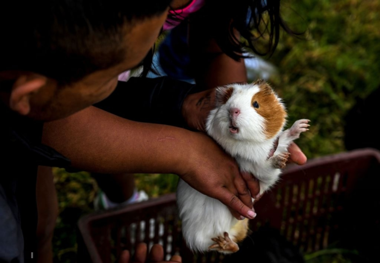Best Pet Insurance for Rodents