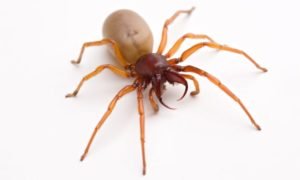 how to get rid of woodlouse spiders from home