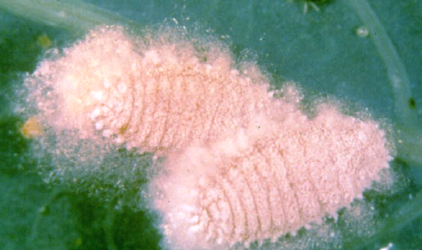 Cassava pests