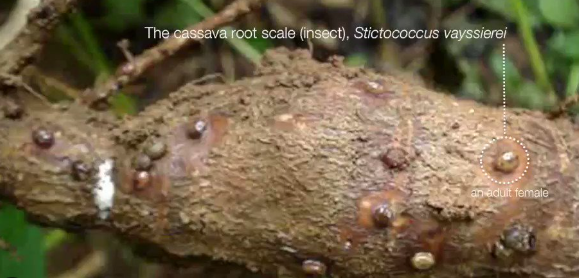 Cassava pest