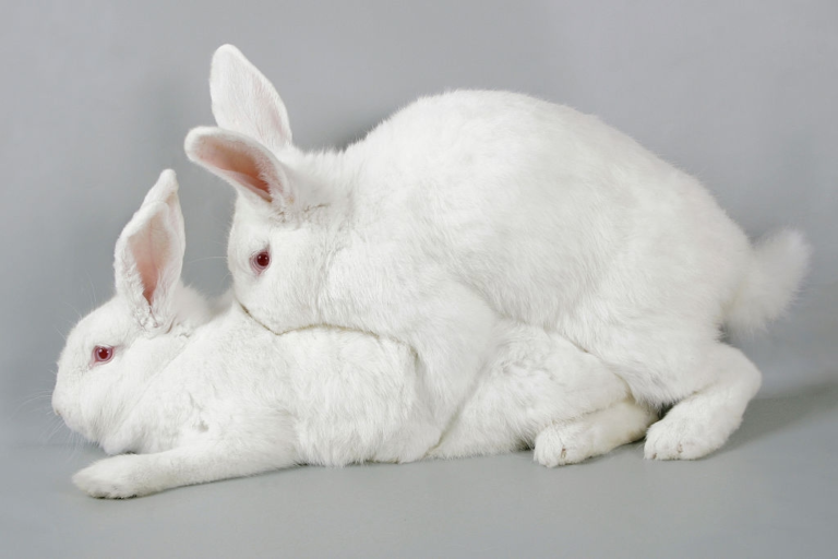 Complete Guide on Breeding a New Zealand White Rabbit