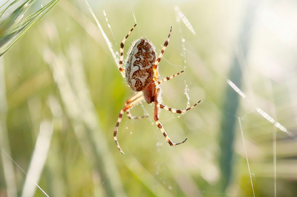 What do spiders eat