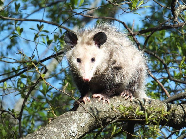 Are Opossums Dangerous? Facts and Behavior of Opossums