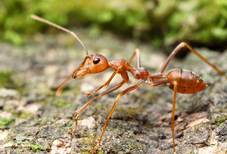 Moisture Ants