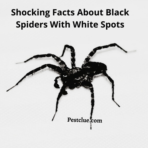 Black Spider with White Spots; Interesting Facts you should know
