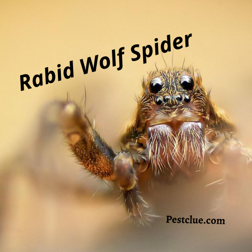 Rabid Wolf Spider