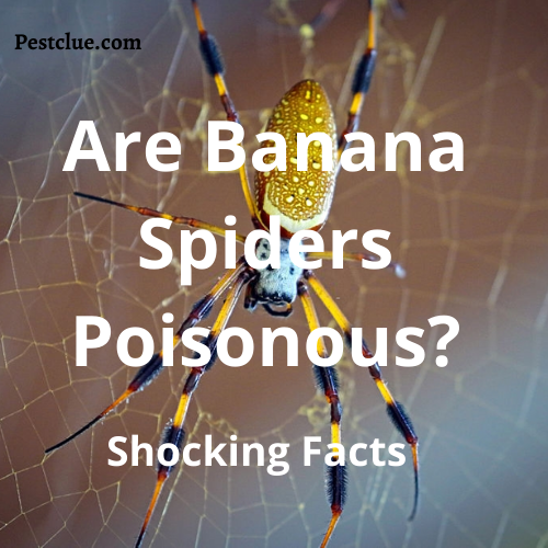 Are Banana Spider Poisonous