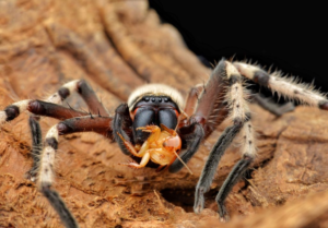 Picture of a Huntsman Spider Eating Opossum
