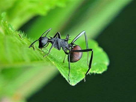 Do Carpenter Ant Bite? The Behavior of Carpenter Ant