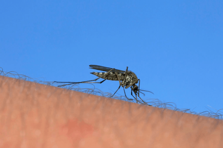 How to Stop Gnats from Flying Around You