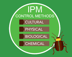 What Is An IPM