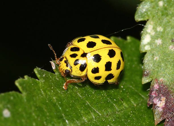 what-do-ladybugs-eat-the-optimal-diet