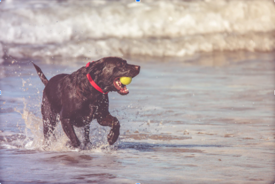 Best Dog Breeds for Spring