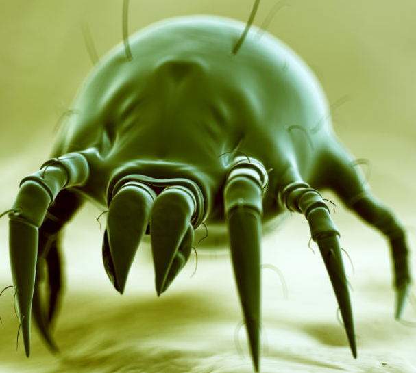 Dust mites