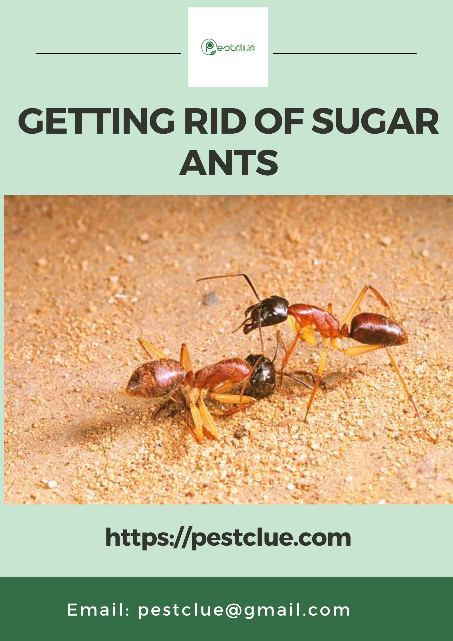 Getting rid of sugar ants