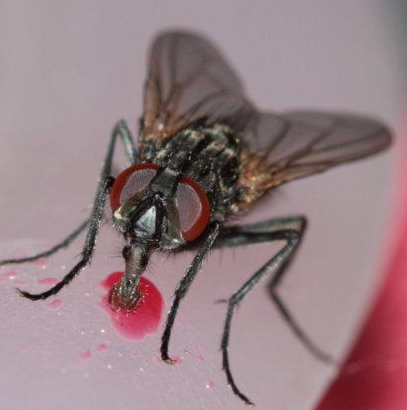 5 Most Common Fly Species In The UK 2 5 Most Common Fly Species In The UK