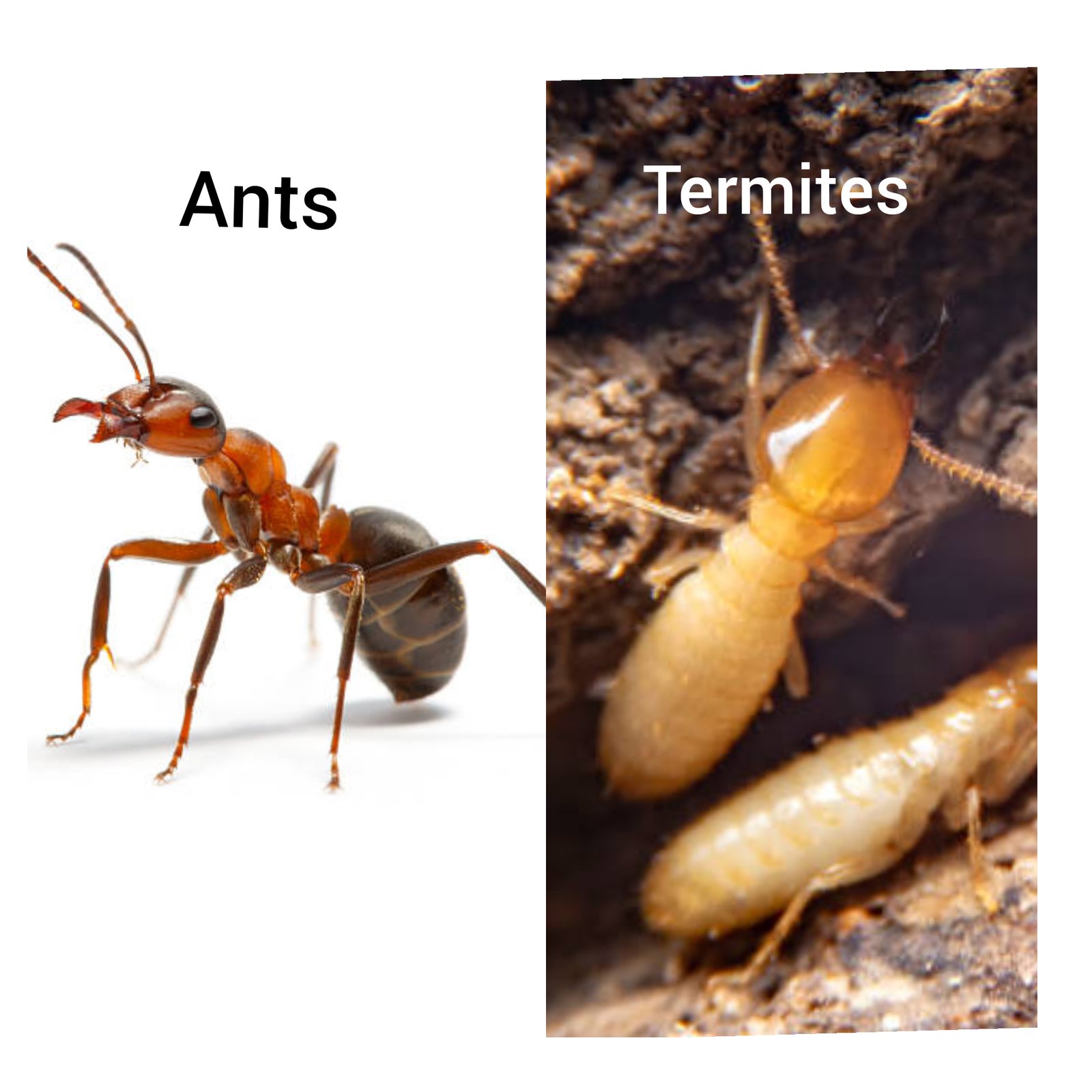 Flying Termites vs Flying Ants Difference | Pestclue