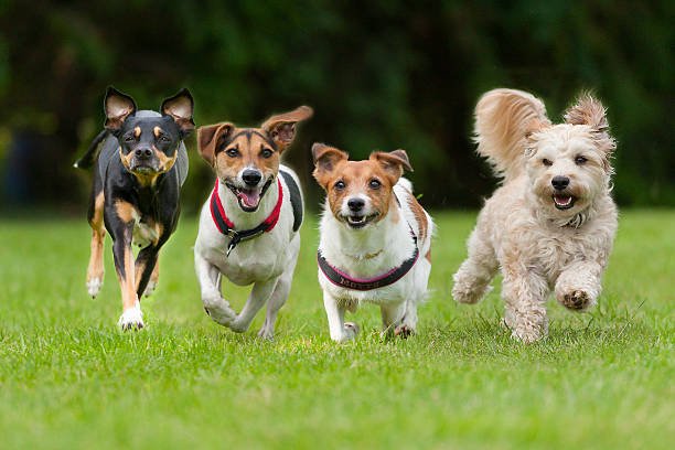 Which Dog Breed Is Best For Family? Study Reveals