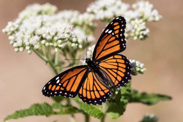 monarch butterfly (danaus plexippus)