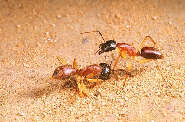What attracts sugar ants