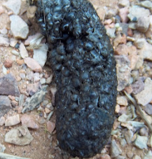 What does toad poop look like in pictures