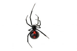 Black Widow Spiders | Facts, Behavior, Identification & Control 2 Black Widow Spiders