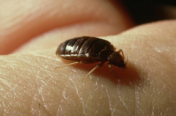 Do Bed Bugs Have Wings? Bed Bugs Movement | Pestclue