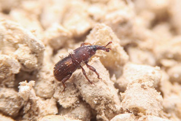 Flour beetles