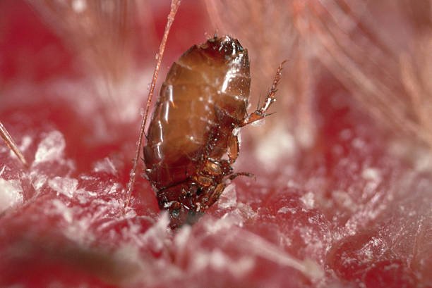 How Long can Fleas Live Without a Host?