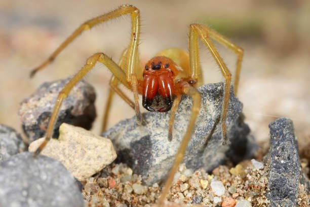 How to get rid of yellow sac spider