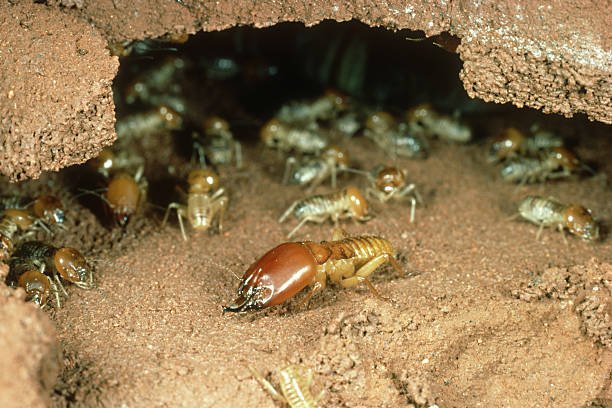 Termite season