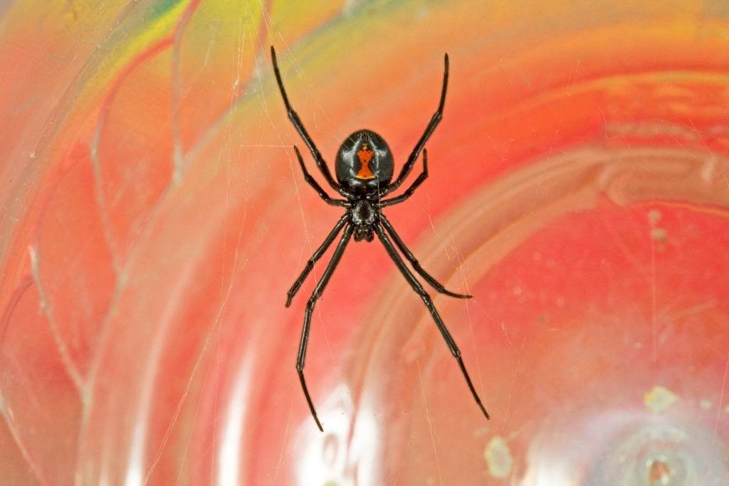 Black Widow Spiders