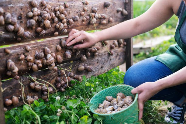 How to get rid of snails in aquarium