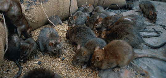 How to Prevent Rats from Getting in your Car