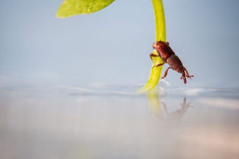 Rice Weevils