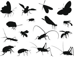 Bugs