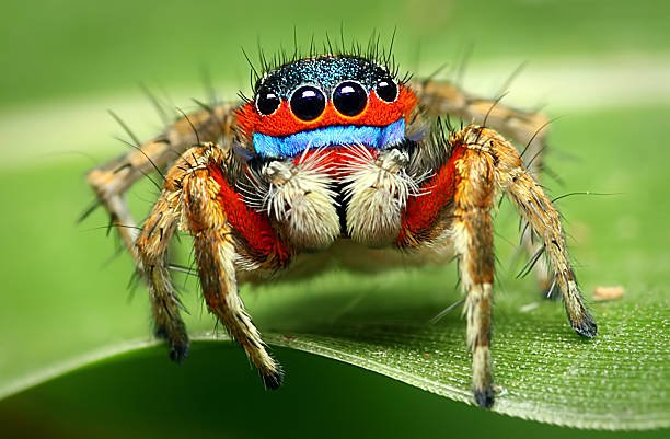 Do Jumping Spiders Bite? 2 Do Jumping Spiders Bite