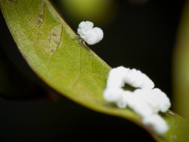 How to Get Rid of Scale Insects