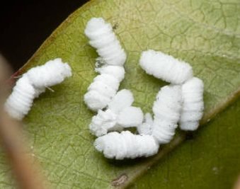 Beneficial Insects You Want in a Garden