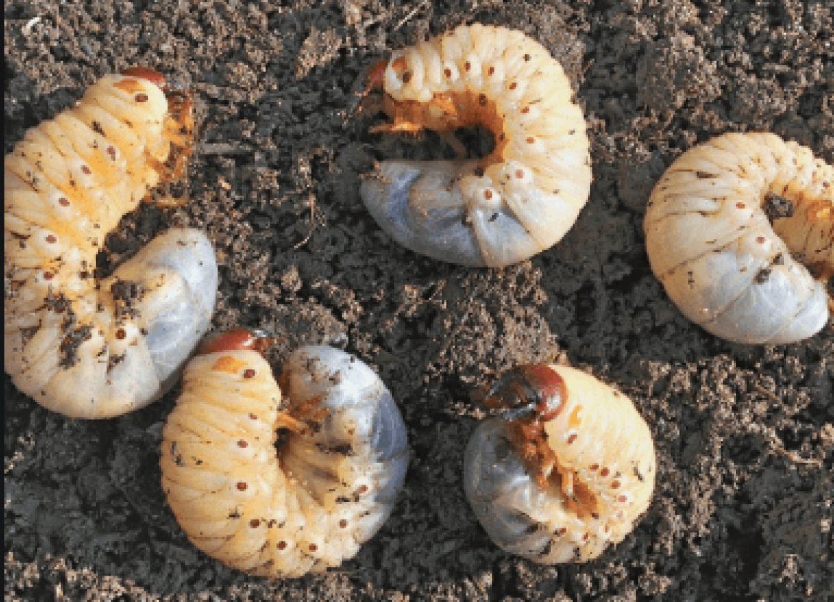 How To Get Rid Of Grub Worms Naturally And With Chemicals Pestclue