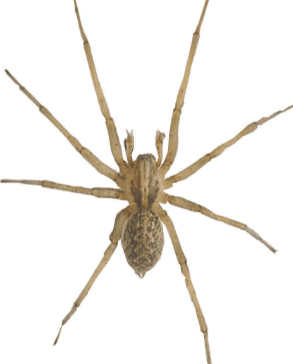 How to get rid of hobo spider