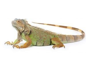 Iguana as Pets