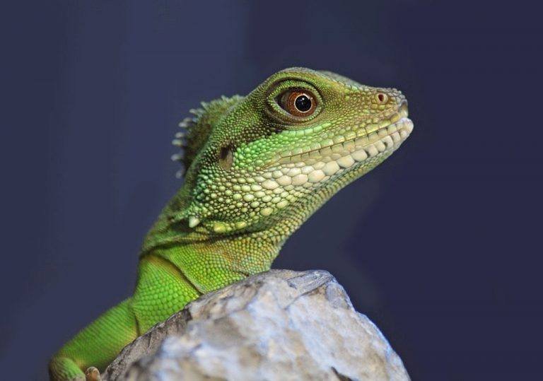 Iguana as Pets