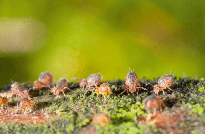 How To Identify Springtails